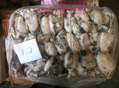 冷凍粗加工水產(chǎn)品-批發(fā)供應(yīng)優(yōu)質(zhì)墨魚 /冷凍 /無泡水/ 100/200g/ 青島.