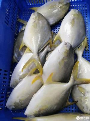 [金鯧魚凍金鯧魚 金鯧魚原全整條冷凍水產(chǎn)海鮮食品類加工經(jīng)銷批發(fā)價格廣價格280元/箱