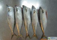 海鮮冷凍水產(chǎn)品 二去鯖魚[供應(yīng)]_粗加工水產(chǎn)品_世界工廠網(wǎng)中國產(chǎn)品信息庫