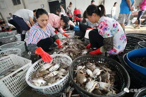 開(kāi)海了 想買最新鮮 地道的海鮮,老連云港人都來(lái)這里